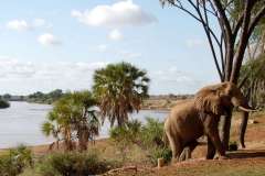 Tsavo_West_Elephant_Kenya