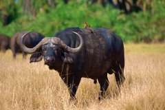 Amboseli-National-Park-buffalo