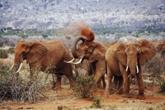 6-Days-Amboseli-Tsavo-West-Tsavo-East-Mombasa