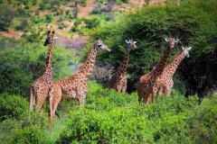 Tsavo-West-National-Park