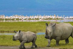 Nairobi-to-Lake-Nakuru-Naitional-Park-Excursion