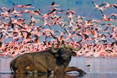 Buffalo lying in the water on the background of big flocks of flamingos. Kenya. Africa. Nakuru National Park. Lake Bogoria National Reserve. An excellent illustration.