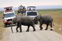 Activities-to-do-in-Amboseli-National-Park