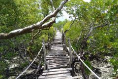 Mida-Creek-Boardwalk-Hitch-A-Tour7